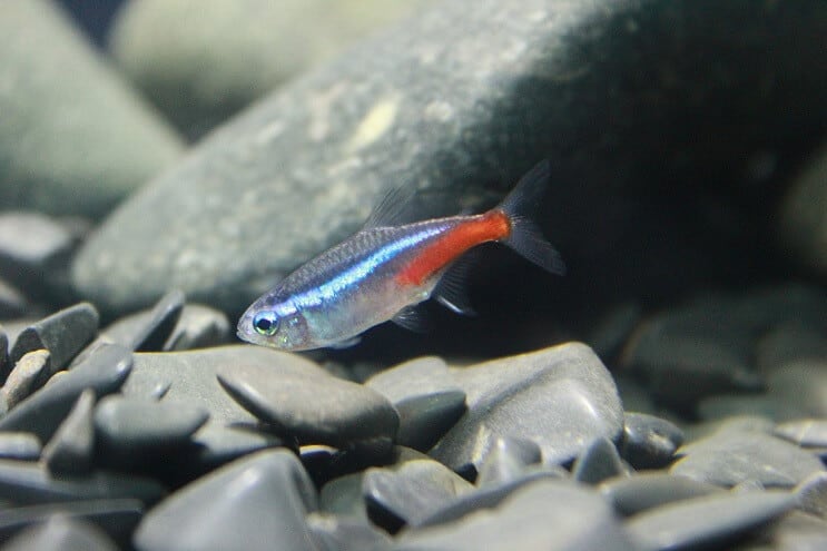 Néon Tetra