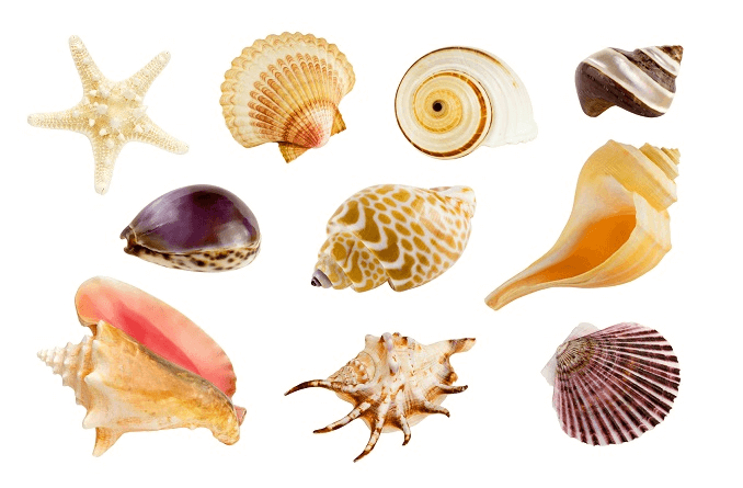 Coquilles dans l'aquarium