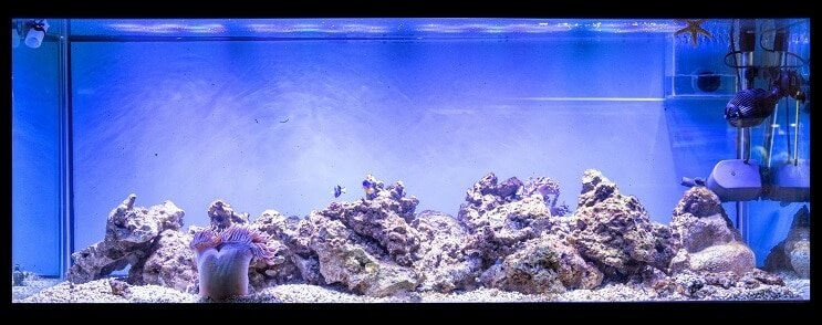 Configuration d'aquarium de 100 gallons