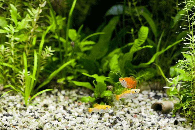 Aquarium planté