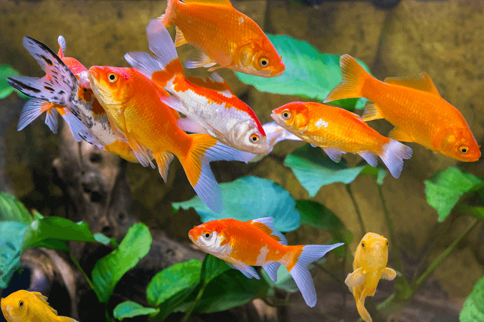 Trop de poissons