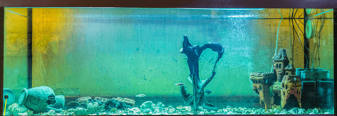 Algues d'aquariums