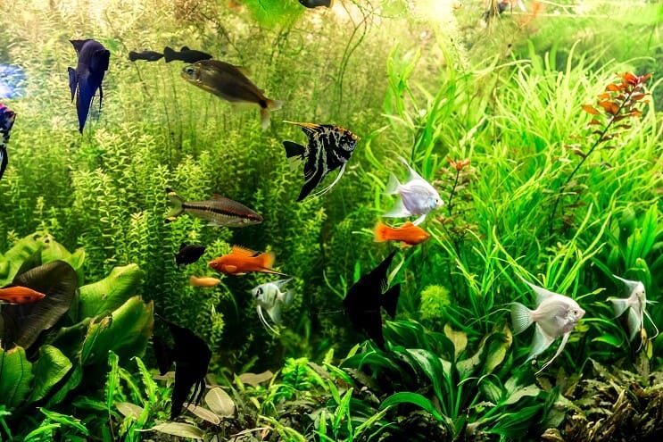 Suggestions de stockage pour aquariums de 30 gallons