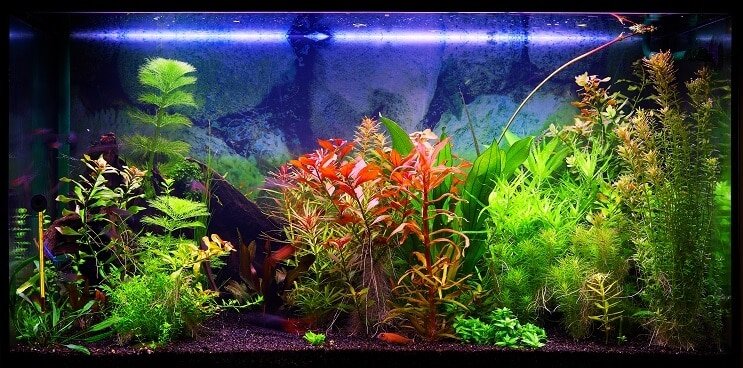 Choisir un réservoir de 30 gallons