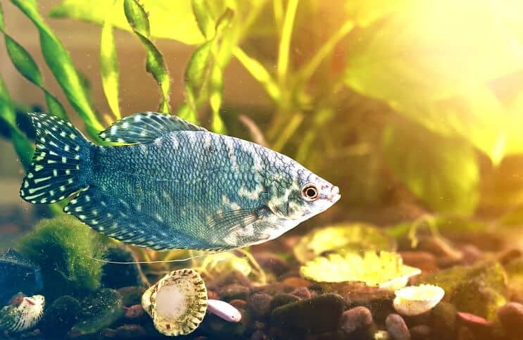 Suggestions de stockage Réservoir de 40 gallons
