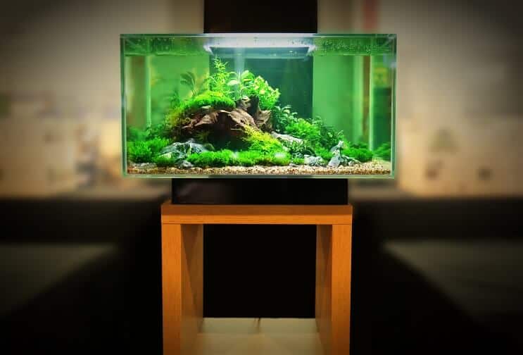 Éleveur Tank 2
