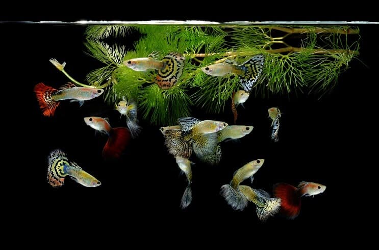 Guppys
