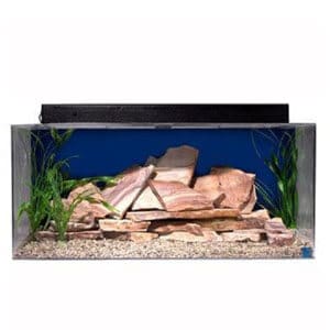 Pour un grand poisson rouge fantaisie
