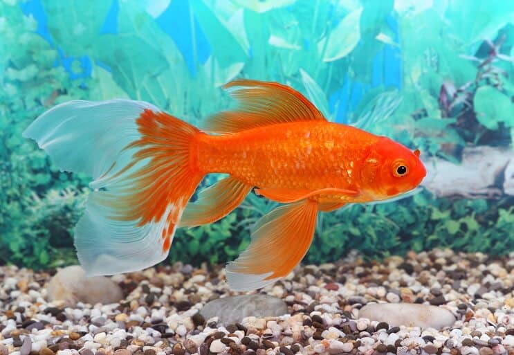 Acheter Fish Tank