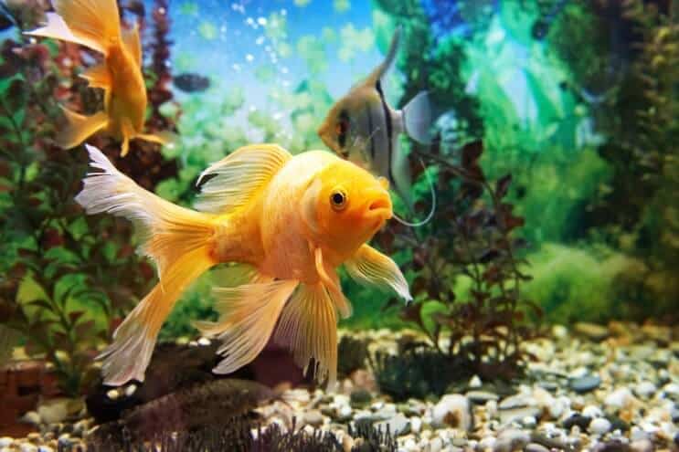 Configuration du réservoir de poisson rouge