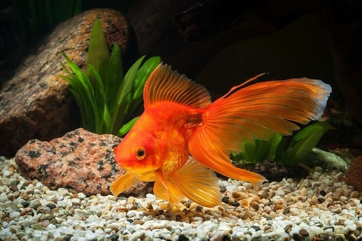 Entretien du réservoir de poissons rouges