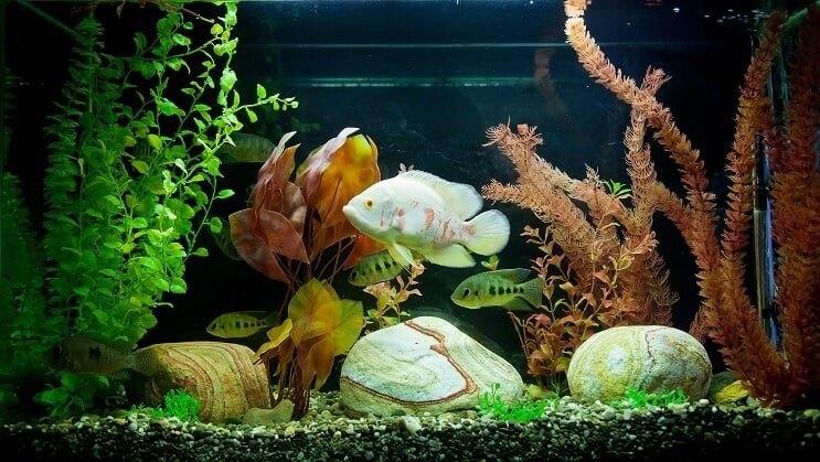 Réservoir tropical