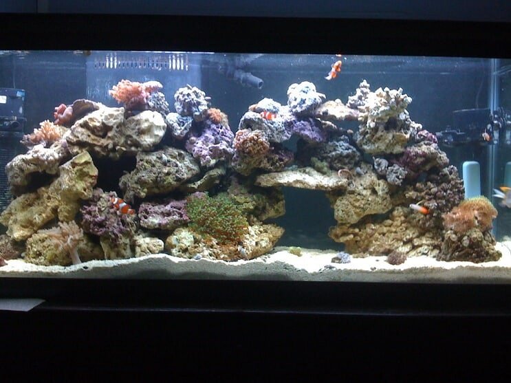 Réservoir de récif de 55 gallons
