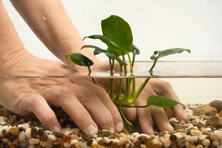 Mise en place d'un aquarium