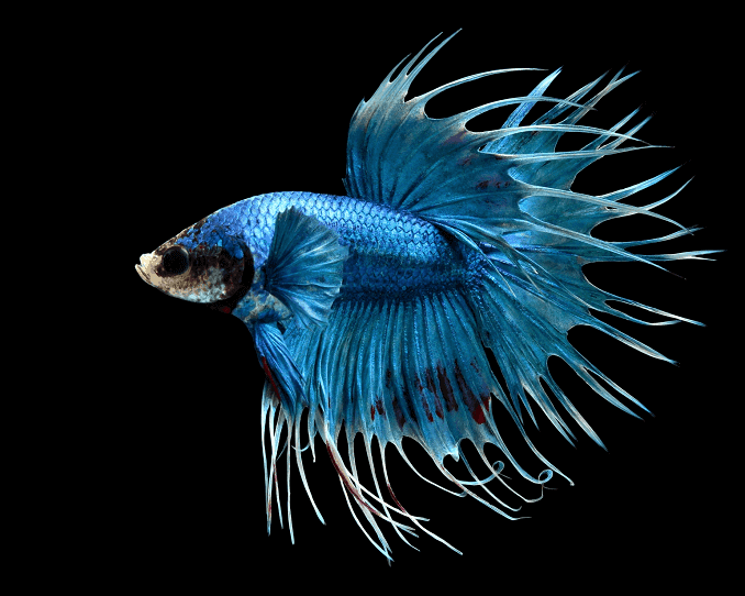 Présentation de Bettas