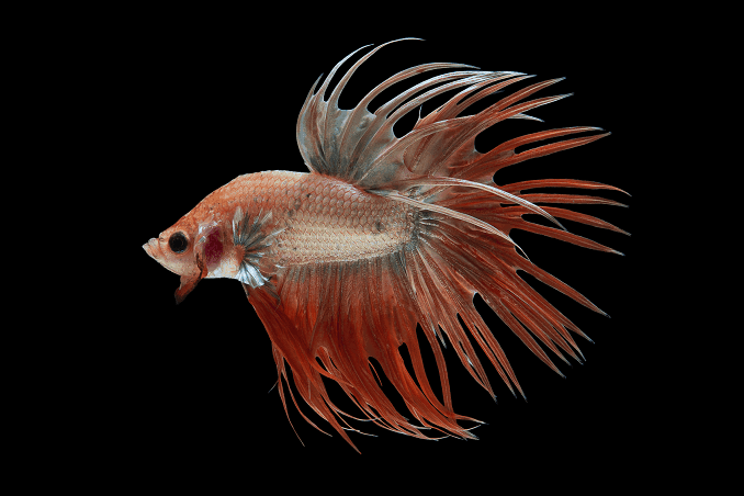 Élevage de Bettas