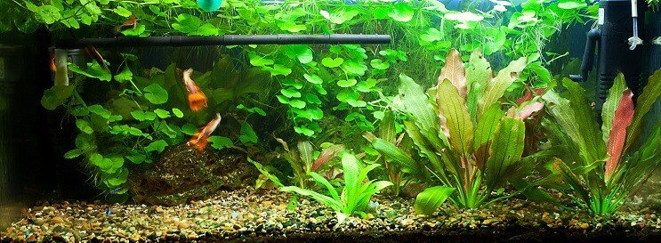 Réservoir de 75 gallons