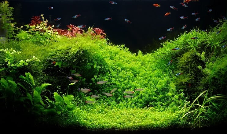 Aquarium de 75 gallons