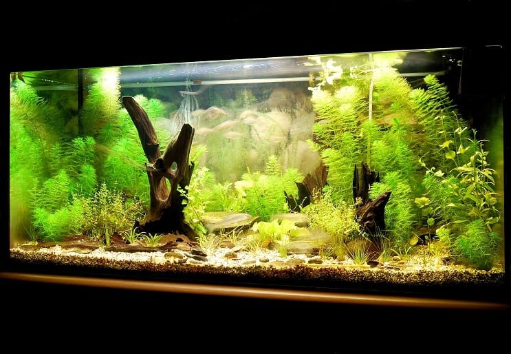 Fish Tank avec stérilisateur UV