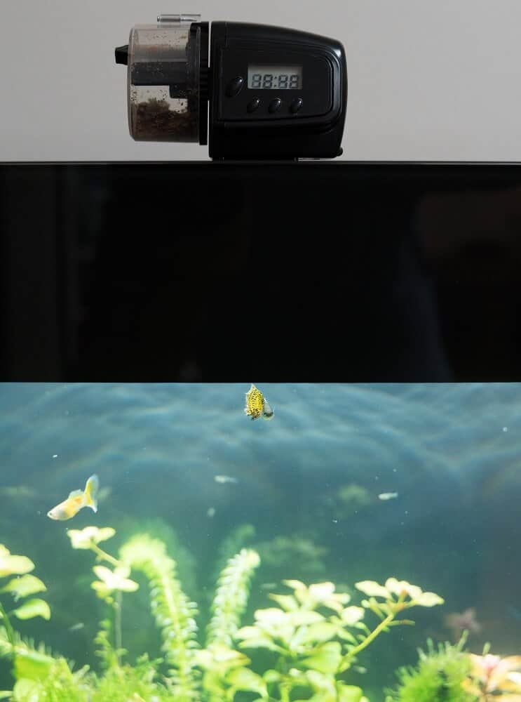 Mangeoires à poisson à baril rotatif