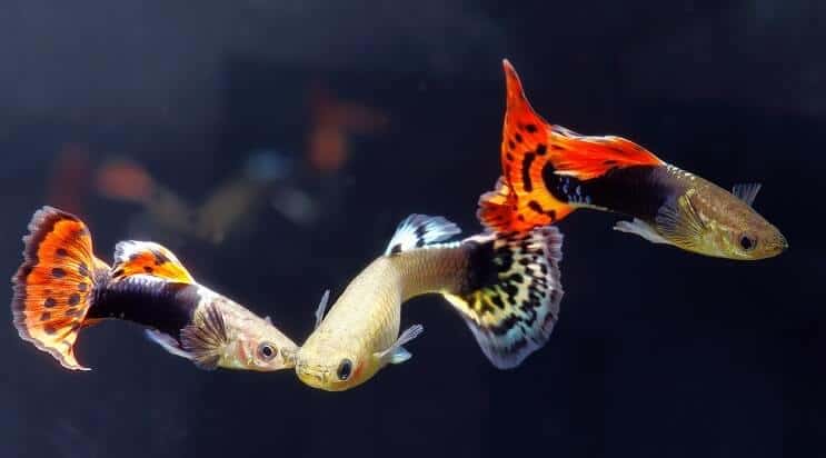 Guppys