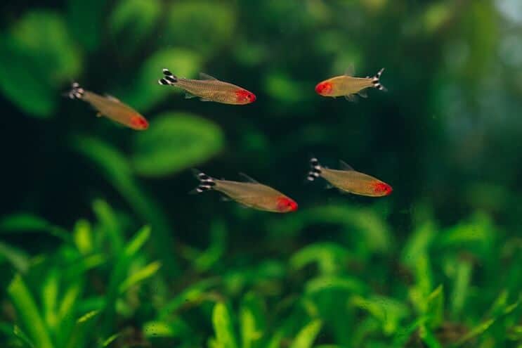Rami Nose Tetra Tank Mates