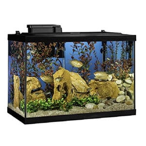 Meilleur kit de démarrage d'aquarium de 20 gallons