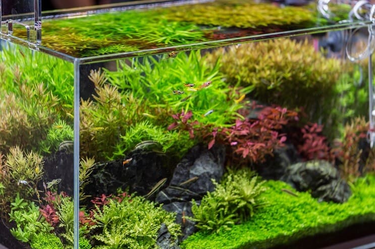 20 gallons d'idées d'installation
