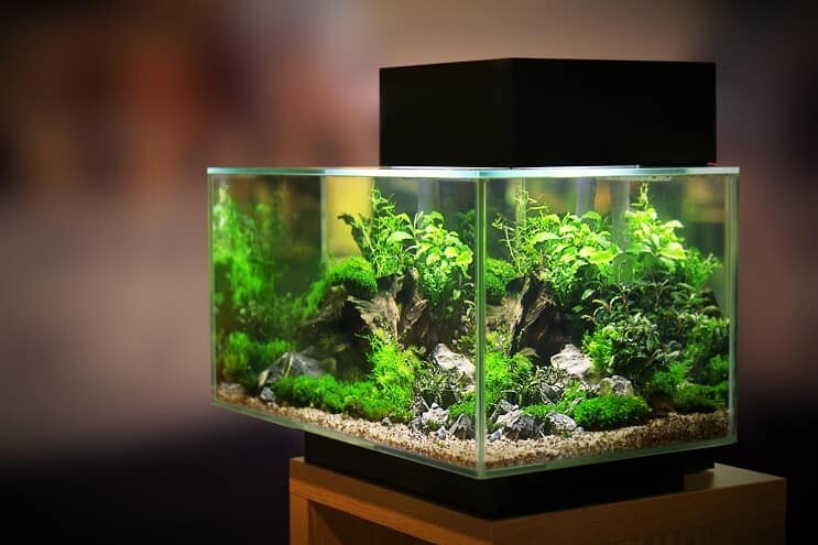 Aquarium de 20 gallons
