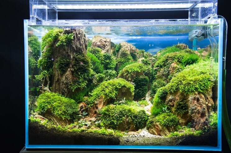 Comment installer un aquarium