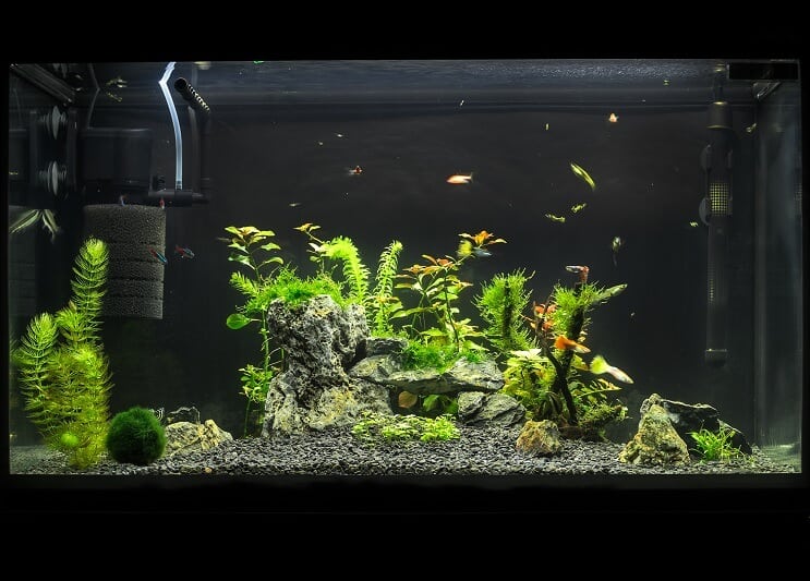 Aquarium de 20 gallons de long