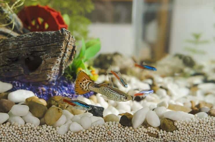 Guppys