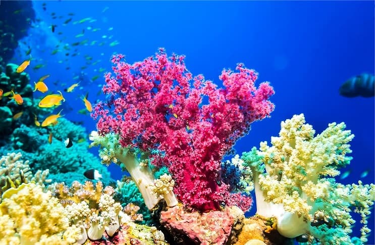 Récif de corail