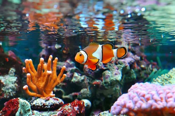 Poisson clown et corail
