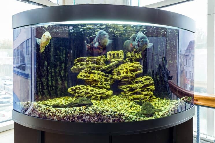 Fish Tank d'angle