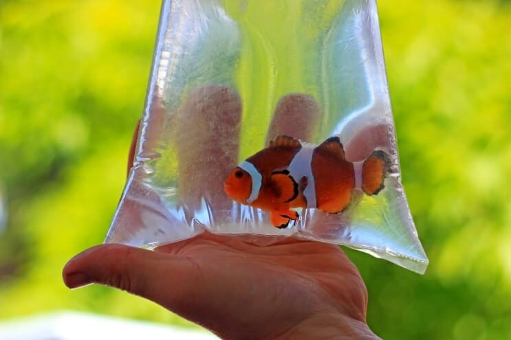 Ajout de poisson au réservoir
