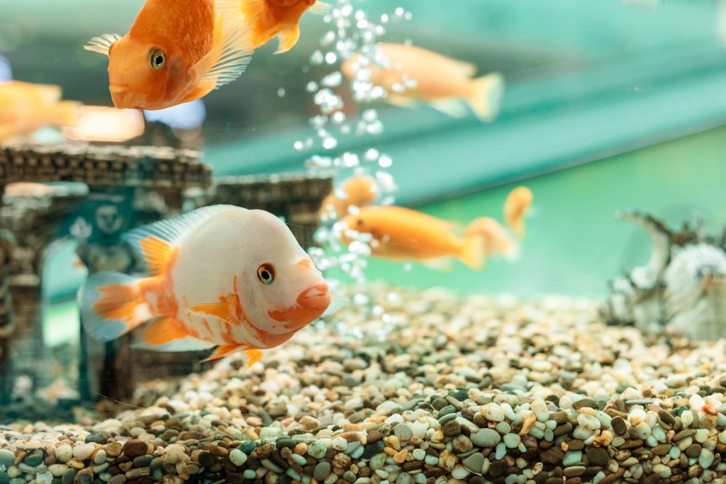 Comment faire fonctionner un aquarium?