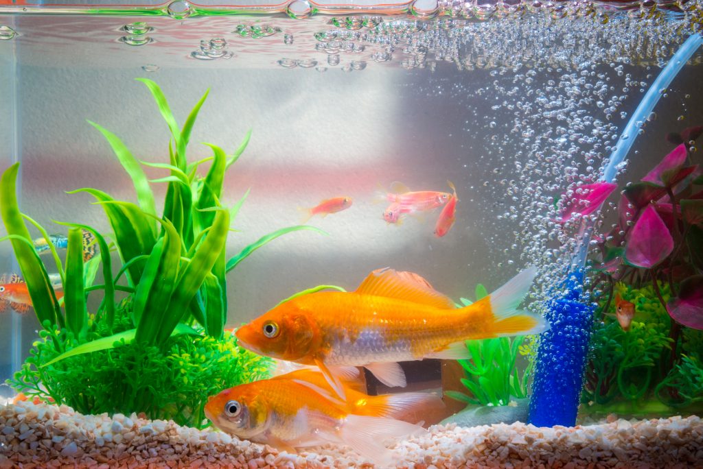 Comment faire fonctionner un aquarium?