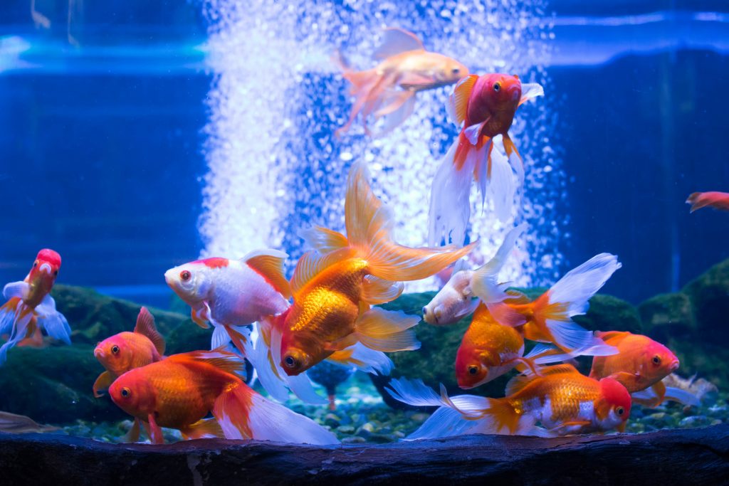 Comment faire fonctionner un aquarium?