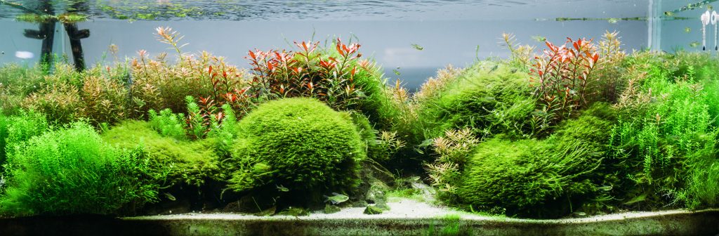 Comment se débarrasser des algues dans un aquarium