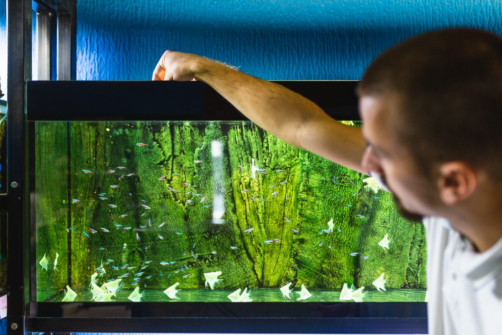 Comment se débarrasser des algues dans un aquarium