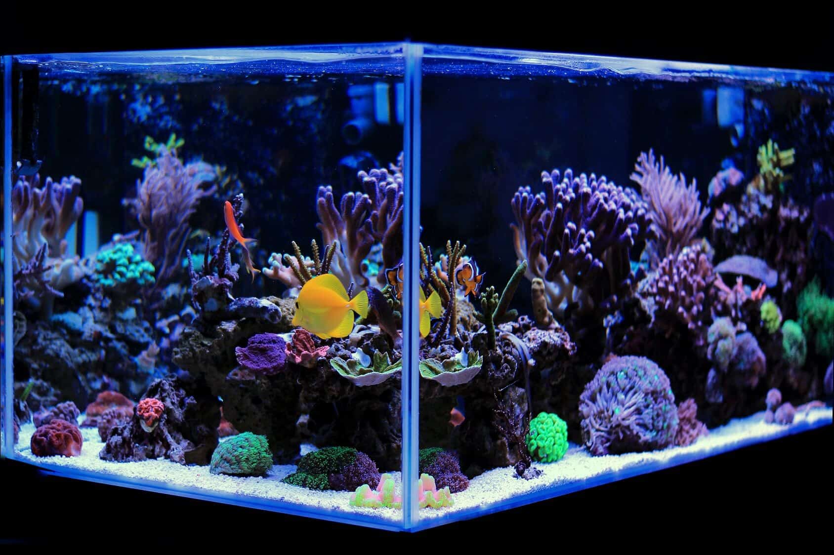 Bannière des meilleurs aquariums de 20 gallons (idées de stockage, équipement et plus)