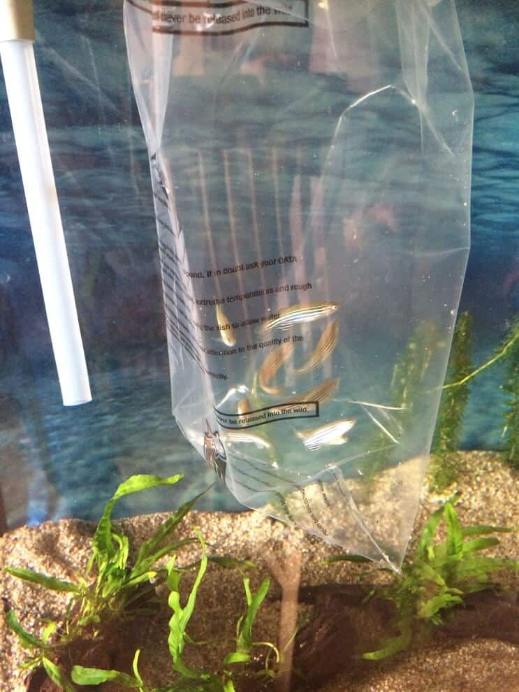 Ajout de poisson au réservoir