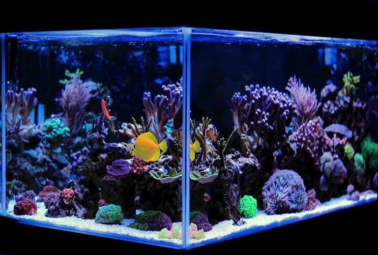 Aquarium d'eau salée