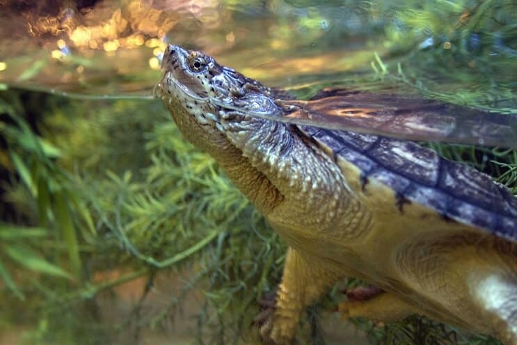 Tortue