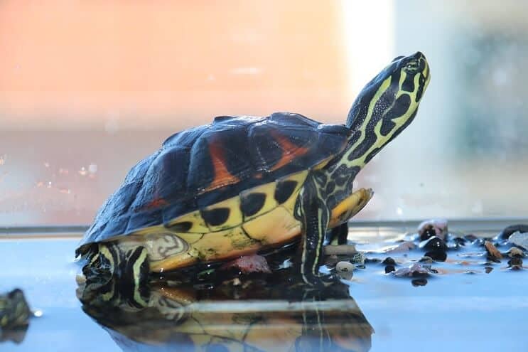 Tortue dans le réservoir