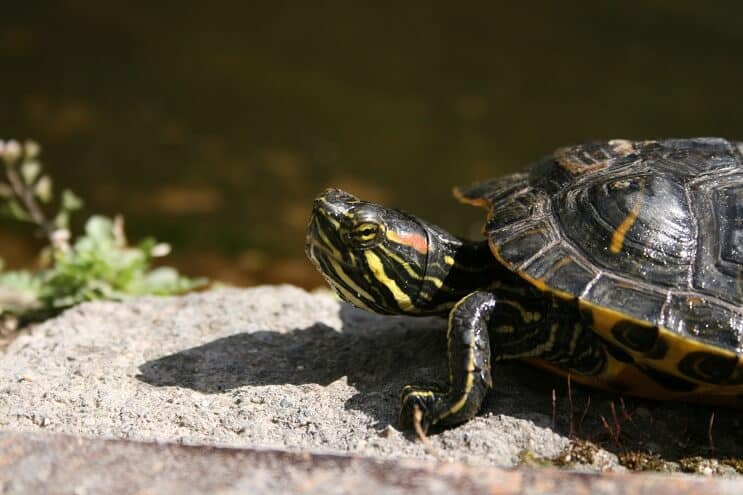 Éclairage des tortues