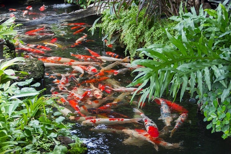 Étang Koi