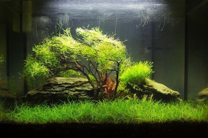 Aquarium aquascaped