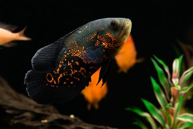 oscar